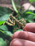 Blepharopsis mendica
