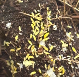 Gele springstaarten +150 stuks in bakje!