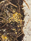 Gele springstaarten +150 stuks in bakje!