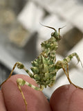 Blepharopsis mendica