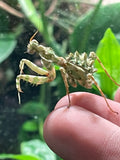Blepharopsis mendica
