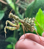 Blepharopsis mendica