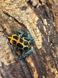 Ranitomeya imitator chazuta