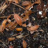 Porcellionides pruinosus Powder Orange (+25 stuks)