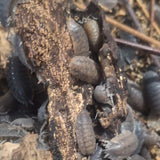 Porcellio scaber Calico (25stuks)