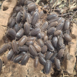 Porcellio dilatatus Giant Canyon