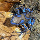 Dendrobates auratus super bleu