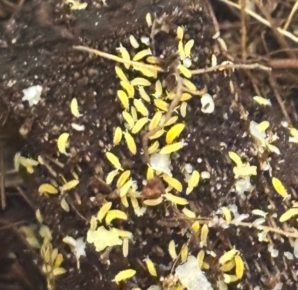 Gele springstaarten +150 stuks in bakje!