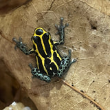 Ranitomeya amazonica French Guiana