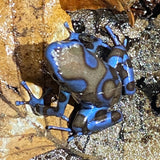 Dendrobates auratus super bleu