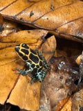 Ranitomeya imitator chazuta