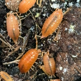 Porcellionides pruinosus Powder Orange (+25 stuks)