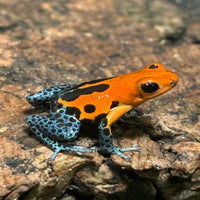 Ranitomeya imitator“varadero / jeberos