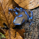 Dendrobates auratus super bleu
