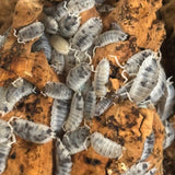 Porcellio scaber Moo Cow (+25stuks)