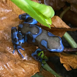 Dendrobates auratus super bleu