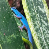 Lygodactylus williamsi (vrouw)