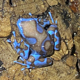 Dendrobates auratus super bleu