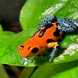 Ranitomeya imitator“varadero / jeberos