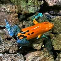 Ranitomeya imitator“varadero / jeberos