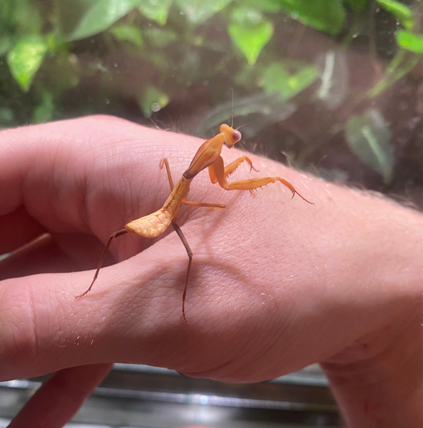 Rhombodera kirbyi