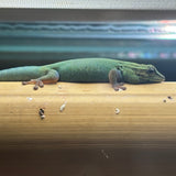 Lygodactylus williamsi (vrouw)