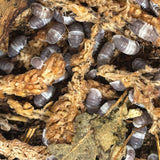 Cubaris sp panda king (per stuk)