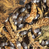 Cubaris sp panda king (per stuk)