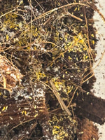Gele springstaarten +150 stuks in bakje!