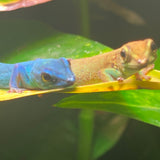 Lygodactylus williamsi (vrouw)