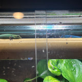 Lygodactylus williamsi (vrouw)