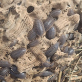 Porcellio dilatatus Giant Canyon