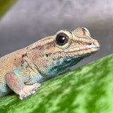 Lygodactylus williamsi (vrouw)