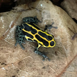 Ranitomeya amazonica French Guiana
