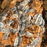 Porcellio scaber Moo Cow (+25stuks)