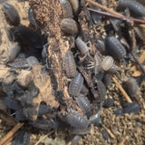 Porcellio scaber Calico (25stuks)
