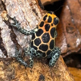 Ranitomeya imitator chazuta