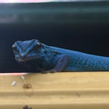 Lygodactylus williamsi (vrouw)