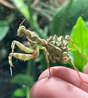 Blepharopsis mendica