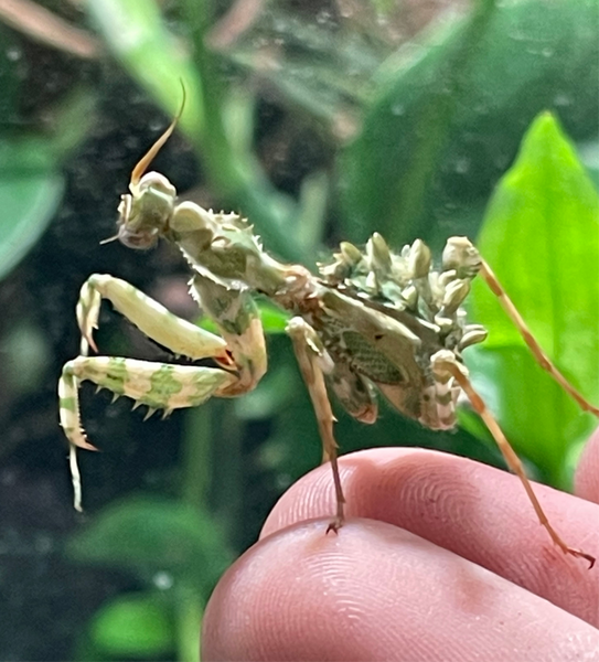 Blepharopsis mendica
