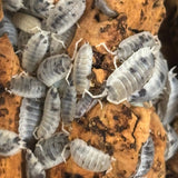 Porcellio scaber Moo Cow (+25stuks)