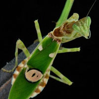 Creobroter gemmatus