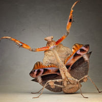 Deroplatys Desiccata