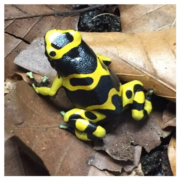 Dendrobates Leucomelas