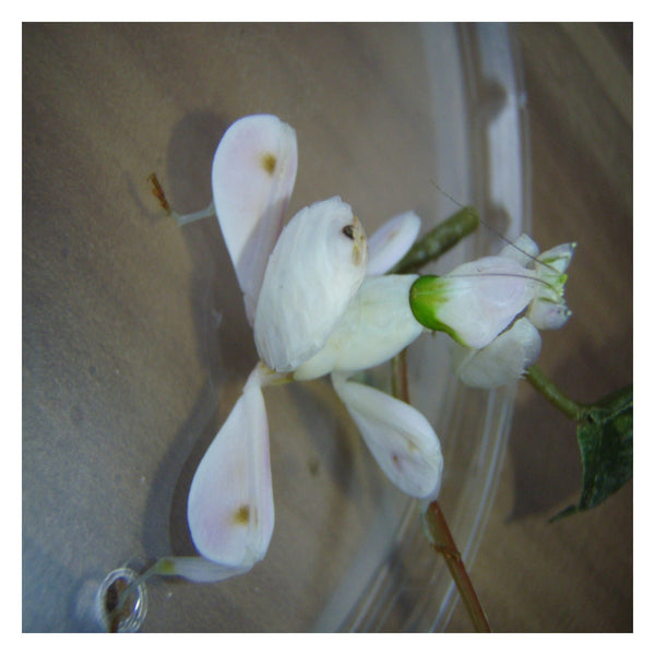 Hymenopus coronatus vrouwtjes