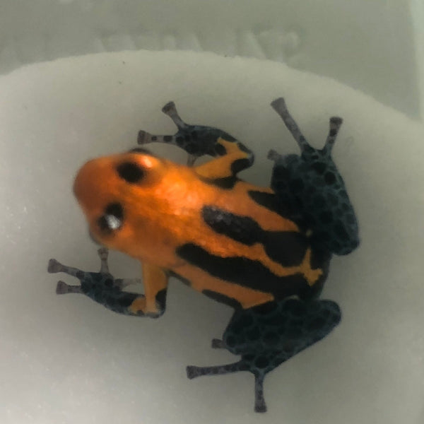Ranitomeya imitator“varadero / jeberos