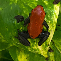 Adelphobates galactonotus Red (Rood)