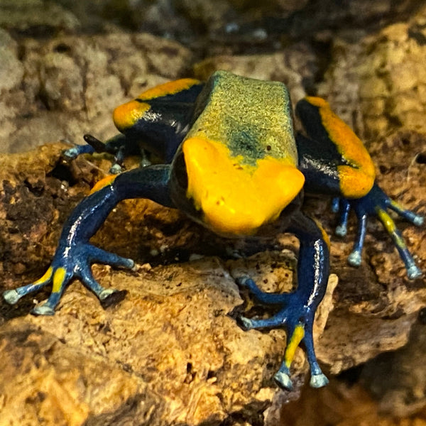 Dendrobates Tinctorius Tumucumaque