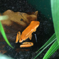 Adelphobates galactonotus Orange