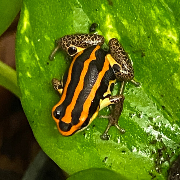 Ranitomeya uakarii golden legs